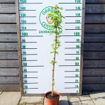 Javor červený (Acer rubrum) ´AUTUMN FLAME´ - výška 90-130 cm, kont. C5L